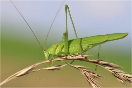 <p>KOBYLKA KŘÍDLATÁ (Phaneroptera falcata) ---- /sickle-bearing bush-cricket - Gemeine Sichelschrecke/</p>